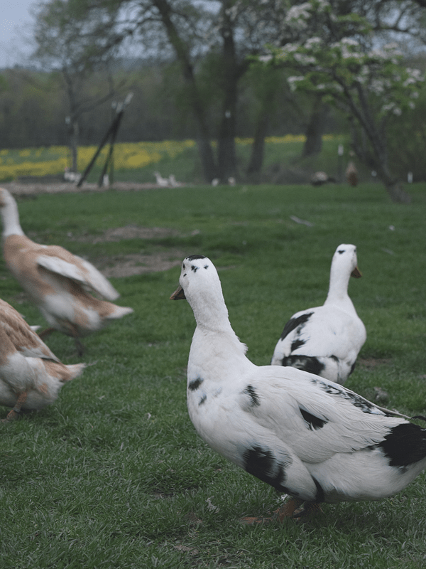 Spotted Duck Creamery | Penn Yan, NY | Ancona Ducks