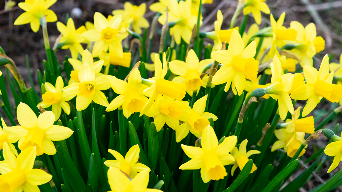 Cluster of daffodils